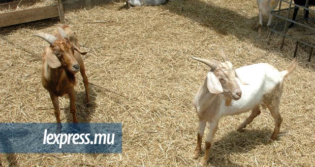 Après la fièvre aphteuse: des parasites affectent des élevages à Maurice et à Rodrigues
