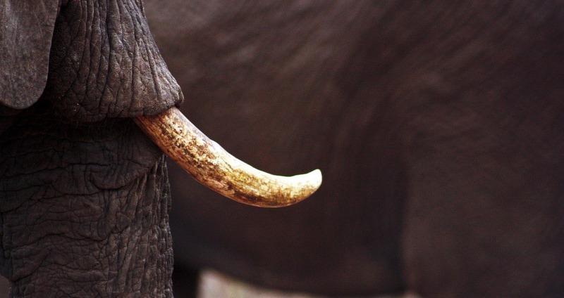Le commerce international de l'ivoire reste interdit, mais le débat persiste
