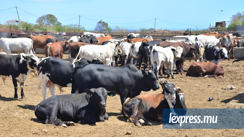 Bœufs importés d’Afrique du Sud: entre Rs 175 et Rs 225 la livre