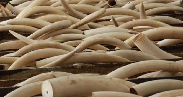 Cinq cents kilos d'ivoire saisis au Vietnam