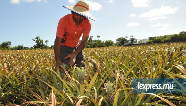 De bonnes pratiques agricoles pour assurer la sécurité alimentaire