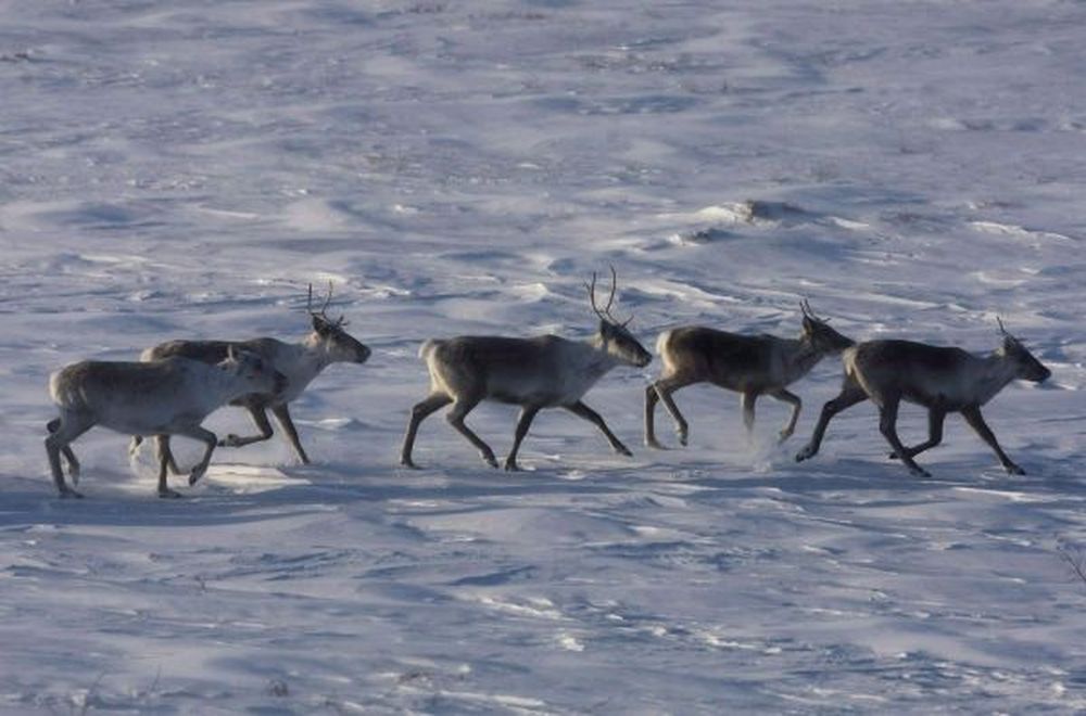 «Déclin troublant» des hardes de caribous au Canada (WWF)