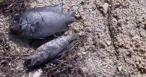 Des poissons morts échouent sur la plage à Riambel