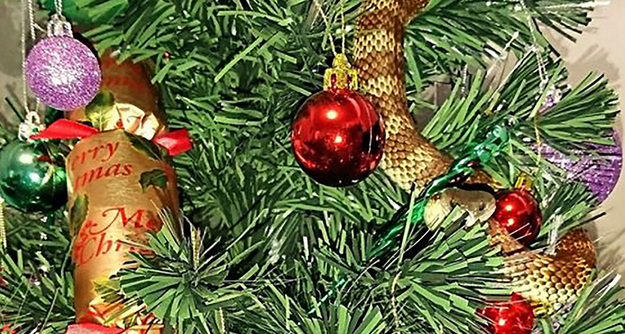 Australie: un serpent-tigre dans le sapin