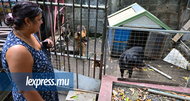 Bon-Accueil : des chiens sèment la terreur à Toory Lane