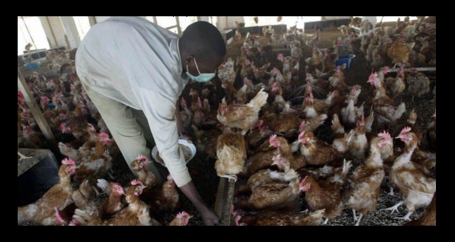 Ouganda: deux foyers de grippe aviaire identifiés