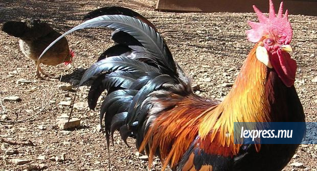 Fête du printemps: la vie intime d’un coq