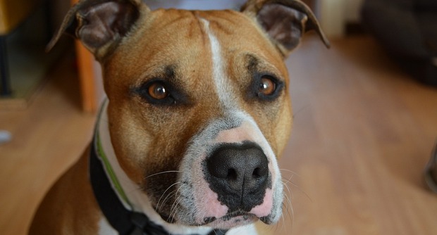Chiens dangereux: les propriétaires d’Amstaff «tenus en laisse»