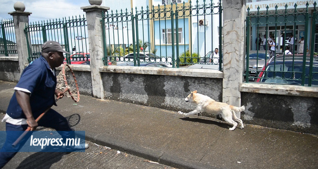À Quatre-Bornes: il défie la MSAW pour sauver un chien 