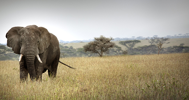 Un des derniers éléphants aux «défenses géantes» tué au Kenya