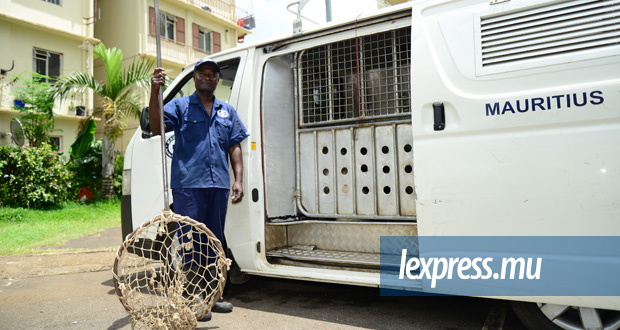Métier: un «dog catcher» qui aime les chiens