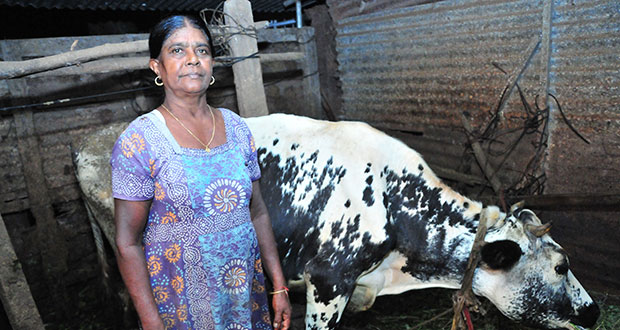 Elles ont… du métier: Dadi, son veau, sa vache et son courage 
