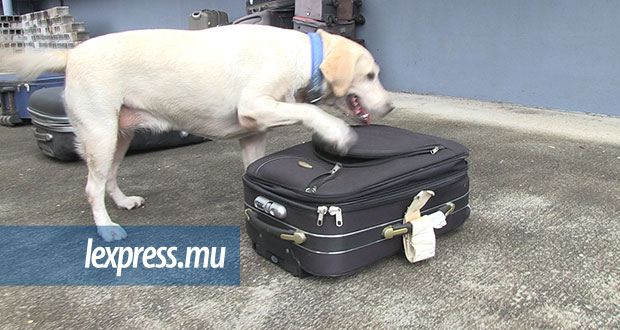[Vidéo] Chiens renifleurs: quand pattes et mains n'en font qu’un