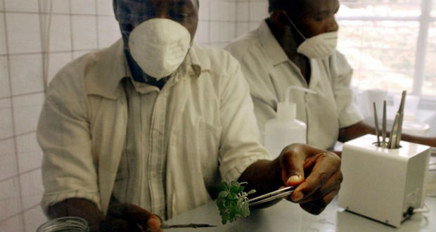 Plus de 28.000 plantes ont des propriétés médicinales, selon un rapport britannique