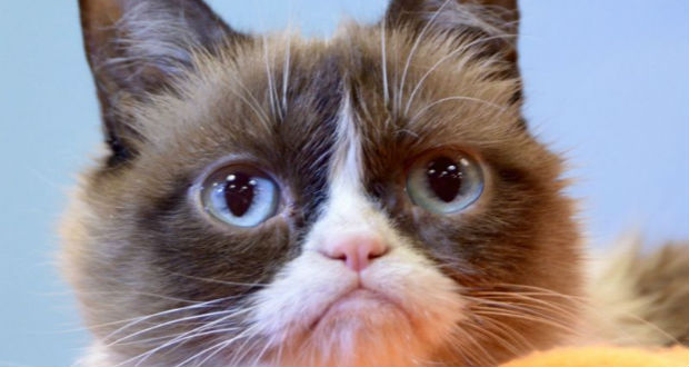 Quand votre chat vous sert de... thérapeute !