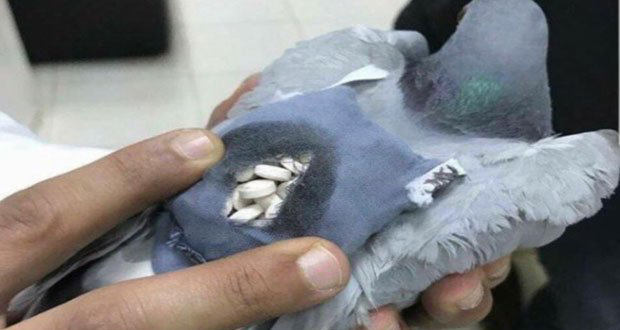 Trafic de drogue au Koweït: la police arrête… un pigeon
