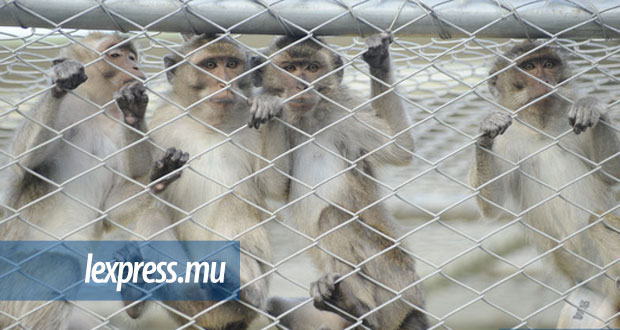 Exportation: des singes mauriciens transportés dans des conditions «inhumaines»