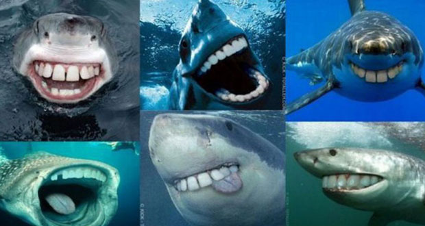 [Vidéo] Aquaculture: buffet ouvert pour les requins ?