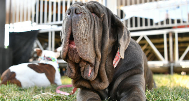 Martha, yeux rouges et joues plissées, chien le plus laid du monde