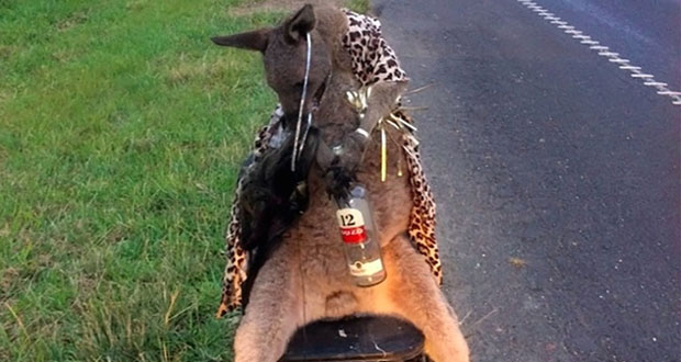 Australie: un kangourou retrouvé abattu, vêtu d'un imprimé léopard