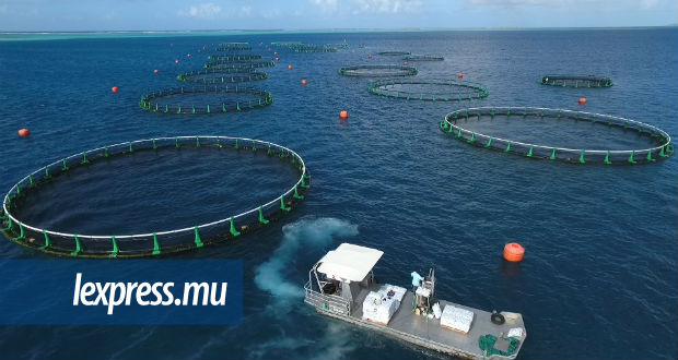 Daroomalingum Mauree: «Pas de raison d’avoir peur des requins»