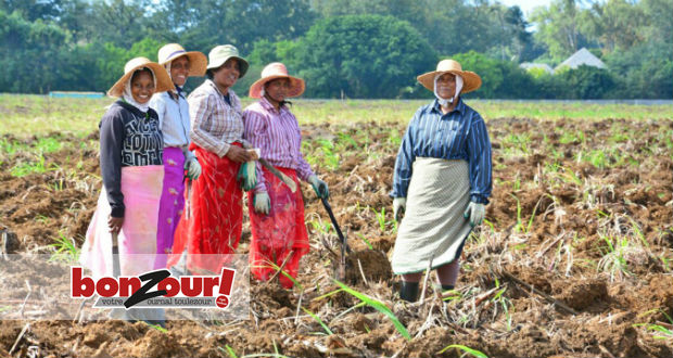 Femmes laboureurs: «Lavi dan karo»