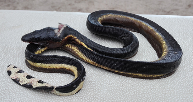 À Blue-Bay: un serpent de mer venimeux retrouvé sur la plage 