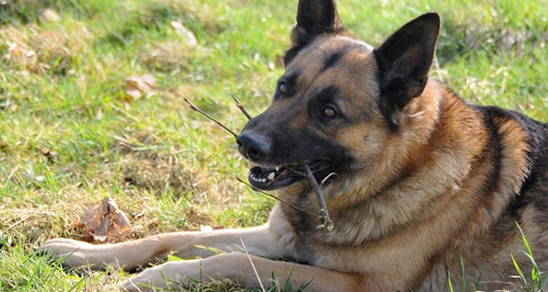 États-Unis: un chien sauve sa maîtresse d’une tentative d’enlèvement