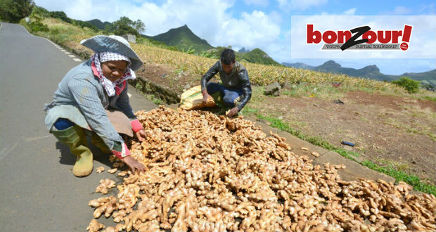 Baby : La vie pimentée d’une cultivatrice de gingembre