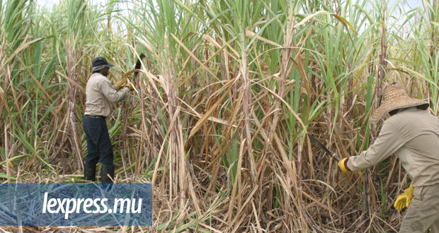 Petits planteurs et coopératives: subvention de Rs 1 250 par tonne métrique de sucre