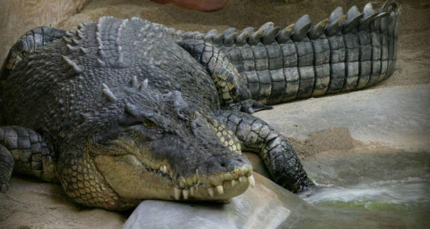 Sri Lanka: un journaliste britannique tué par un crocodile