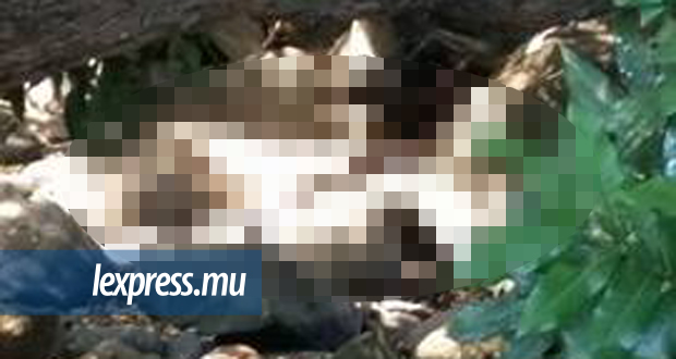 Rose-Hill: un cadavre en état de décomposition avancée découvert près du CEB 