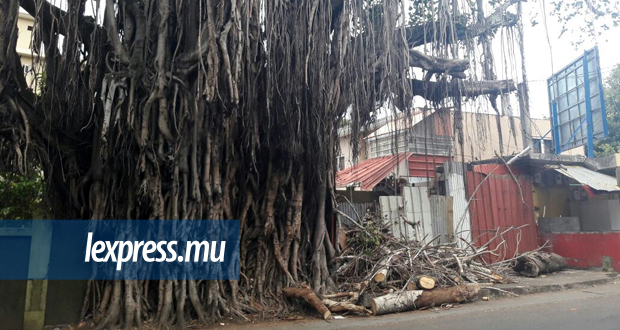 Beau-Vallon: le banian de tous les dangers
