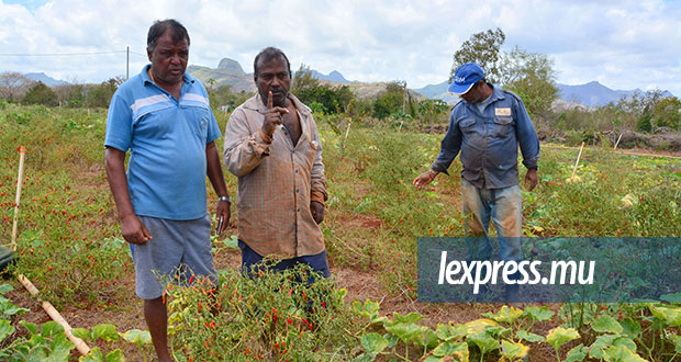 Bois-Marchand: des planteurs perdent plus de Rs 1 million