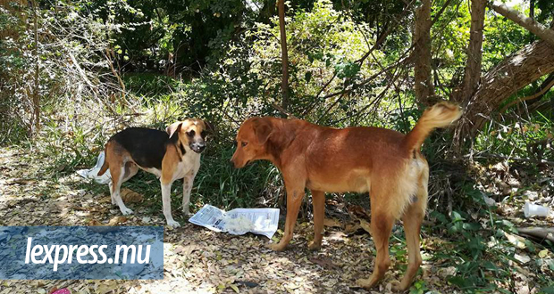 Maltraitance des animaux