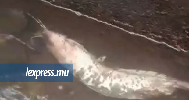 Terre-Rouge: des poissons-chats morts dans la rivière