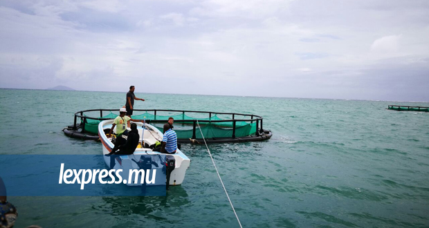 Grand-Gaube: pas de requins près des fermes aquacoles 
