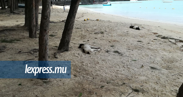 Environnement: Mauriciens et touristes déplorent l’état des plages
