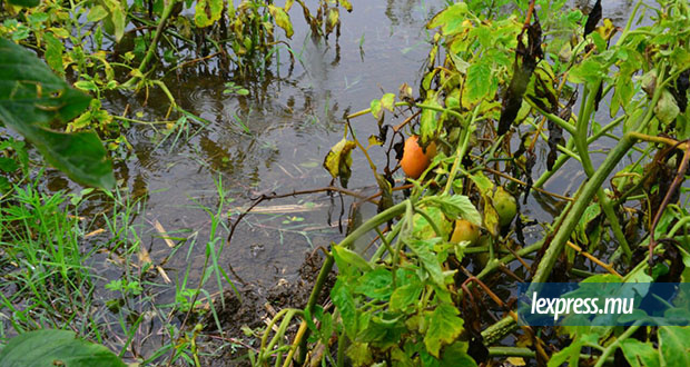 Importation de légumes: les premières cargaisons attendues en fin de semaine