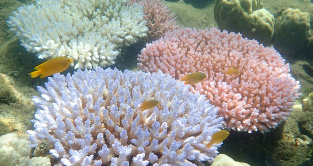 Hécatombe «catastrophique» de coraux dans la Grande barrière