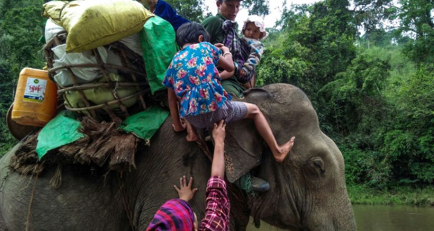 Birmanie: les éléphants, derniers recours pour fuir les combats dans le nord