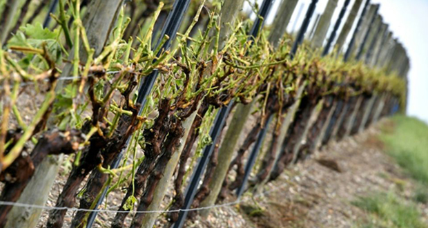 Grêle: 7.000 hectares endommagés dans le vignoble bordelais, 10.000 à Cognac