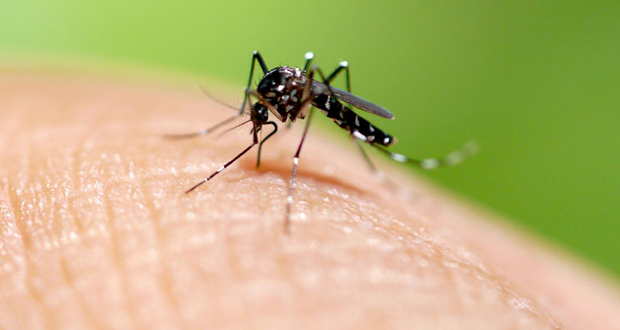 Dengue: aucun cas rapporté à Maurice jusqu’à présent