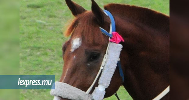 Hippisme: un autre cas de dopage suspecté