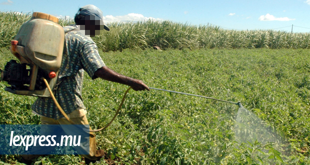 Agriculture: la production locale dopée