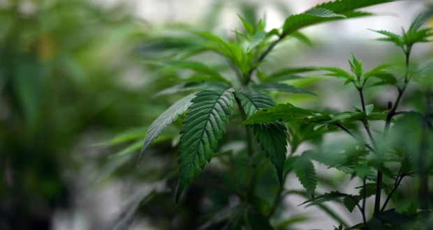 Japon: des plants de cannabis près de locaux de parlementaires