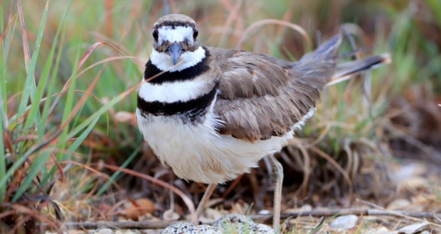 Canada: un nid d’oiseau protégé perturbe les préparatifs d’un festival