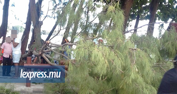 Grand-Baie: une branche lui tombe dessus, une touriste grièvement blessée