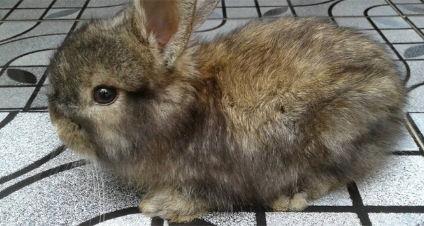 A Chebel: Baby Bunny cherche sa famille 