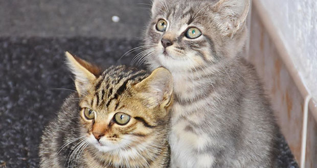 Journée internationale: 5 choses à (chat)voir